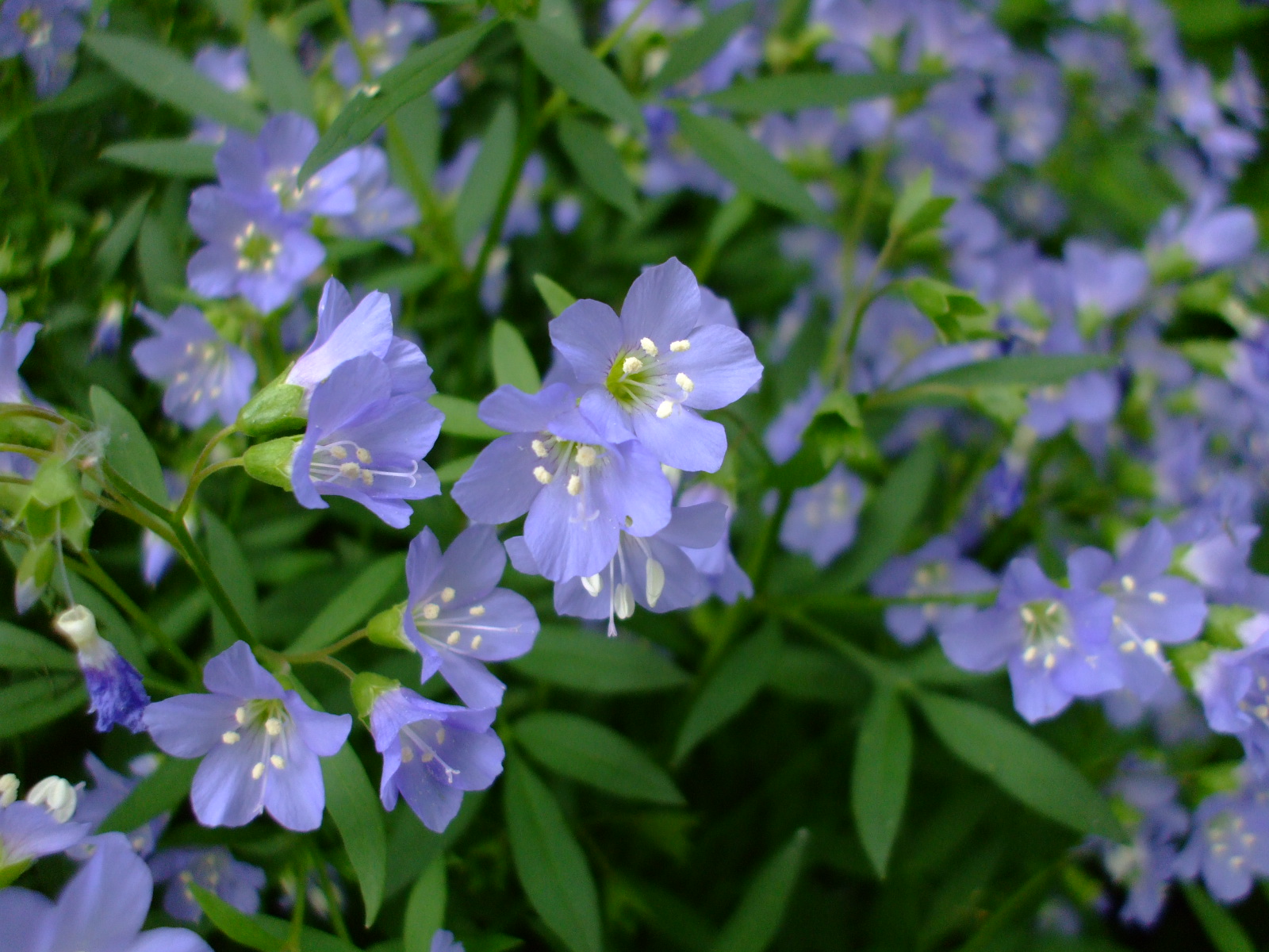 Polemonium reptans